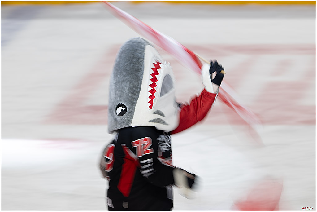 PENNY DEL 1; Kölner Haie - Düsseldorfer EG ; Köln, 16.02.2025